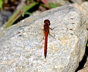 Meadowhawk dragonfly