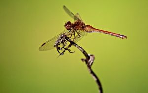 meadowhawlk side view 3