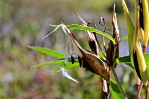 milkweed dispersal