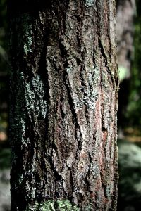 northern red oak bark
