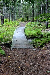 path changes texture