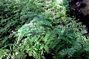 royal fern