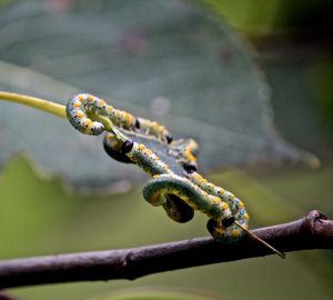 sawfly caterpillars on quaking aspen
