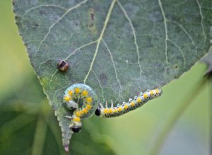 sawfly caterpillars ?
