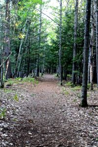 sometimes the path is straight