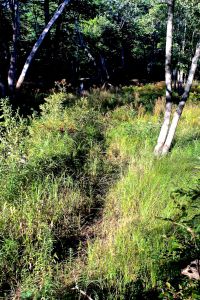 sometimes there's a new path to follow, not completely defined