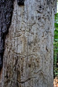 things burrow their way under our skin