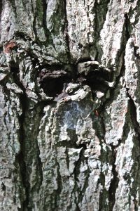 tree face