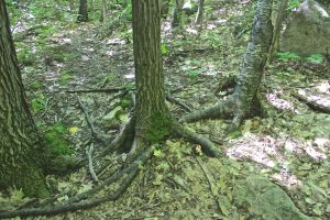tree roots