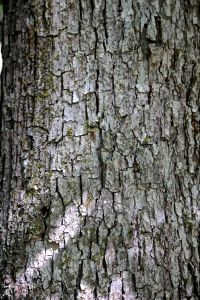 white oak bark