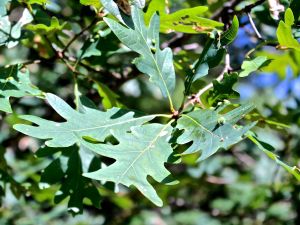 white oak leaves