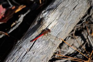 autumn meadowhawk