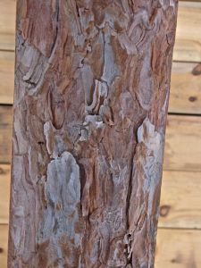 BEam 10, Red Pine (Norway), reddish brown to pinkish, irregular, thin, flaky scales like jigsaw puzzle, surface of blocks roughly aligns with circumference of tree