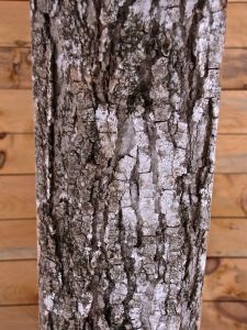 BEam 11, sugar maple