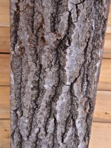 BEam 12, poplar, Big-toothed aspen, deep furrows, rough and more rounded?