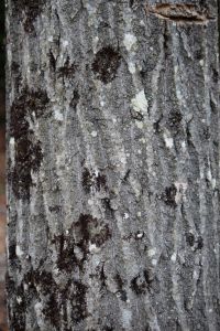 beam 12 e, big tooth aspen