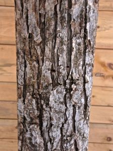 BEam 13, white oak, light gray, can appear whitish with a reddish cast, furrows form flattened ridges, broken into somewhat rectangular-shaped blocks, furrows steep and narrow, with sides of blocks often parallel, old bark+irregular in shape, might look like shingles