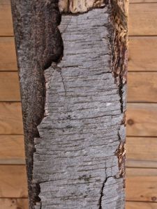 BEam 14, black birch