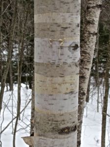 beam 16 e, paper birch