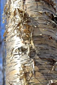 beam 2 e, yellow birch