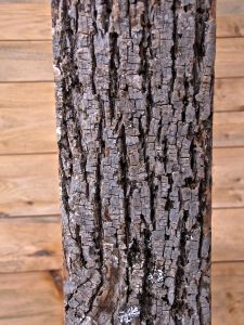 BEam 4, American BAsswood, GRay to brown, Narrow furrows form long, flattened ridges with parallel edges, ridge surface broken horizontally by hairline cracks, often into squarish segments, ridges loosely intersect