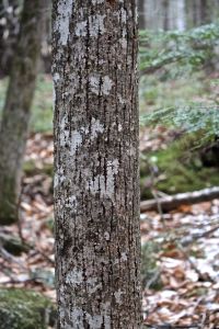 Basswood bark