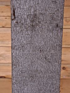 BEam 7, beech, light gray to bluish gray, smooth and unbroken