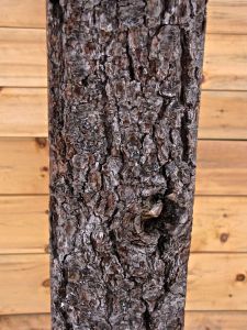 BEam 9, white pine, dash-like lenticels, turns gray to reddish-brown, thick, irregular shaped scales, turn out, develops fine, horizontal lines/cracks consistently spaced like writing paper.