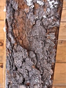Beam 1, cherry, smooth bark breaks into scales that are curled outward on the edges. outer scales begin to flake off, revealing smaller, darker, irregularly shaped scales without prominent lenticels