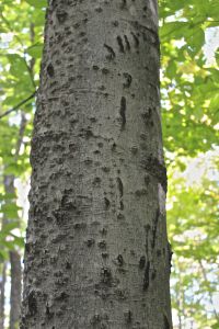 bear claw and nectria