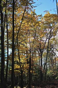 beech tree captures late afternoon rays