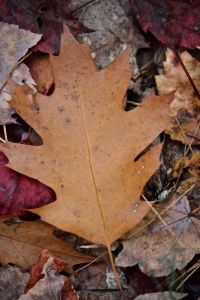 brown leaf on ground