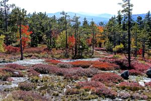 color quest descent 2