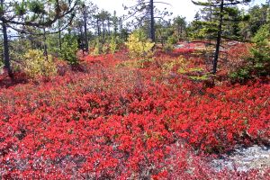 color quest descent 3