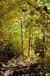 color quest descent golden