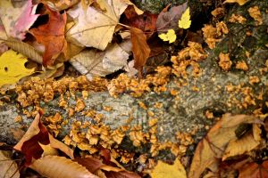 crowded parchment, connecting trail