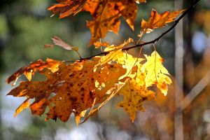dried leaves on tree