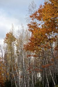 fleeting moments of fall foliage
