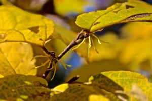 flowering witch hazel