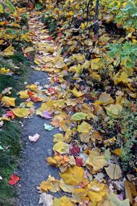 follow the yellow leaved bedrock