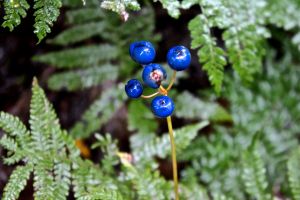 fruits, blue beads