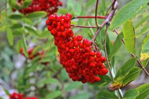 fruits mountain ash