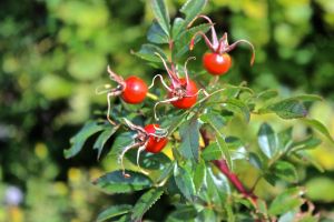 fruits rose hips