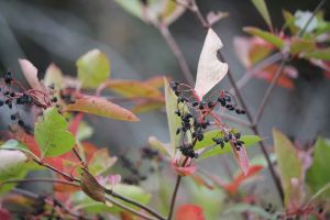 fruits, wild r dried up