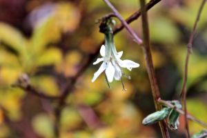 gall of the earth flower 2