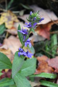 Great lobelia