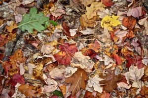 green, tan and brown make their own statements