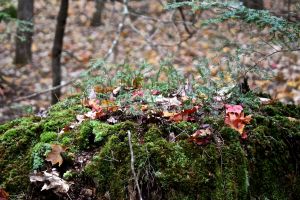 hemlock saplings on stump
