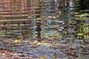 leaves on water