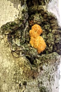 Lion's Mane past peak